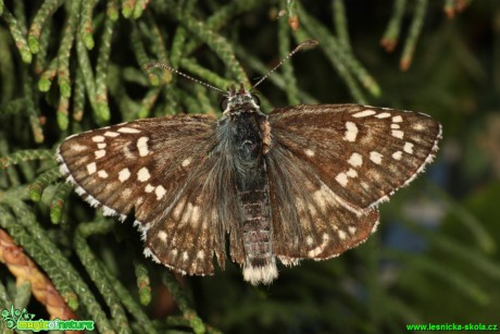 Soumračník - Pyrgus sidae - Foto Gerd Ritschel