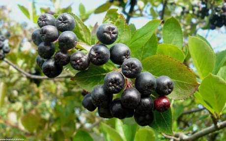 Temnoplodec černoplodý - Aronia melanocarpa - Foto Pavel Stančík 0322