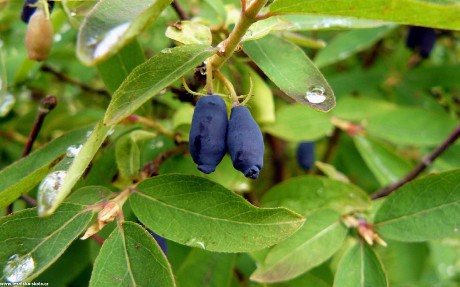 Zimolez modrý kamčatský - Lonicera caerulea var. kamtschatica - Foto Pavel Stančík 0322