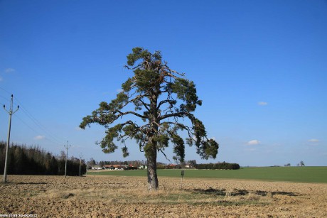 Chráněný strom u Ždírce - Foto Ladislav Jonák 0322