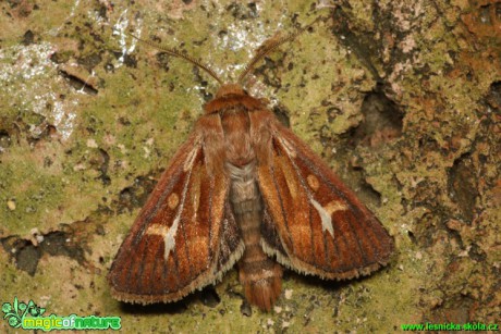 Trávnice luční - Cerapteryx graminis - Foto Gerd Ritschel