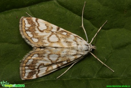 Vilenka leknínová - Elophila nymphaeata - Foto Gerd Ritschel