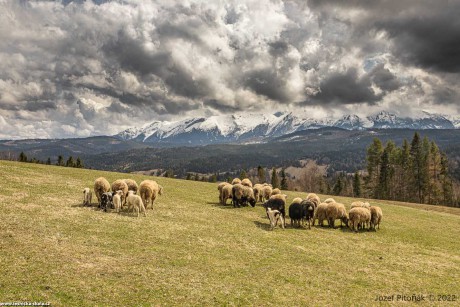 Pastva na slovenských horách - Foto Jozef Pitoňák 0422 (1)