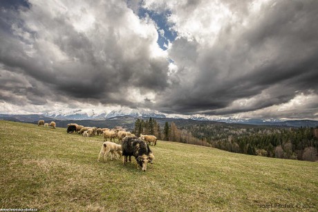 Pastva na slovenských horách - Foto Jozef Pitoňák 0422 (2)