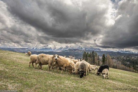 Pastva na slovenských horách - Foto Jozef Pitoňák 0422 (3)