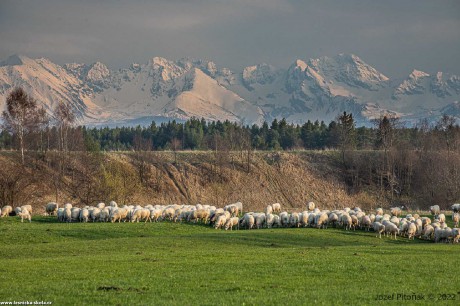 Pastva na slovenských horách - Foto Jozef Pitoňák 0422 (6)