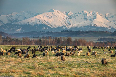 Pastva na slovenských horách - Foto Jozef Pitoňák 0422 (7)