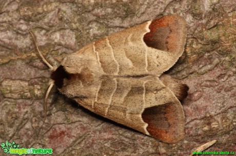 Vztyčnořitka rudoskvrnná - Clostera curtata - Foto Gerd Ritschel