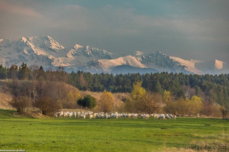 Pastva na slovenských horách - Foto Jozef Pitoňák 0422 (10)