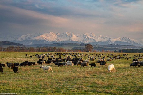 Pastva na slovenských horách - Foto Jozef Pitoňák 0422 (11)