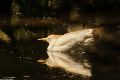 Volavka rusohlavá - Bubulcus ibis - Foto Irena Wenischová 0422
