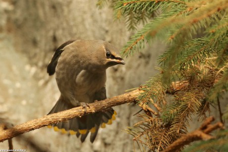 Brkoslav severní - Bombycilla garrulus - mládě - Foto Irena Wenischová 0422