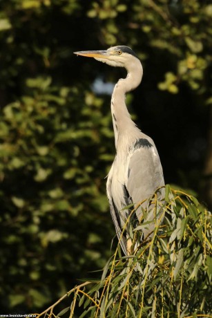 Volavka popelavá - Ardea cinerea - Foto Irena Wenischová 0422