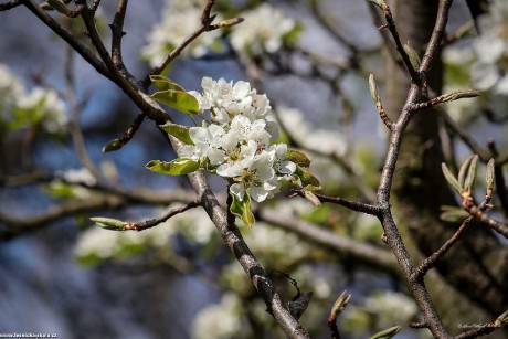 Jarní květy stromů - Foto Pavel Ulrych 0422 (1)