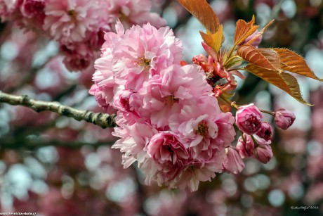 Jarní květy stromů - Foto Pavel Ulrych 0422 (2)