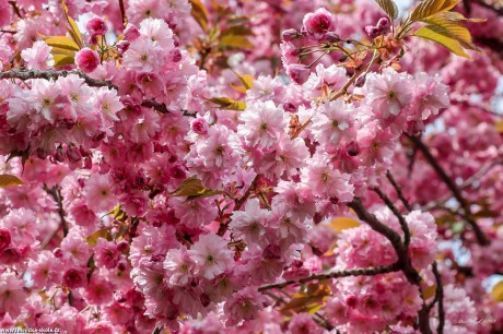 Jarní květy stromů - Foto Pavel Ulrych 0422 (3)