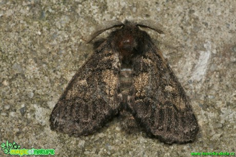 Vztyčnořitka šedá - Gluphisia crenata - Foto Gerd Ritschel