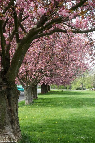 Jarní květy stromů - Foto Pavel Ulrych 0422 (4)