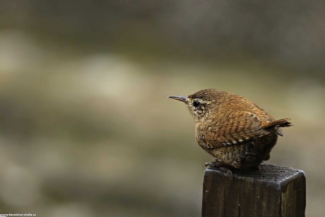 Střízlík obecný - Troglodytes troglodytes - Foto Pavel Balazka 0322