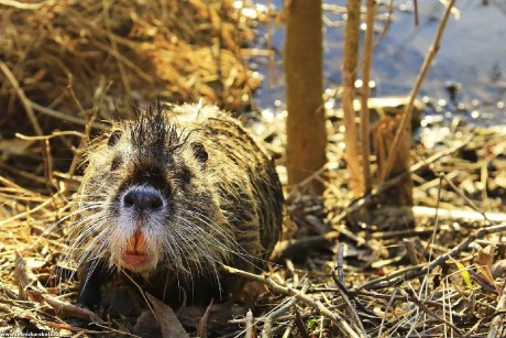 Nutrie říční - Myocastor coypus - Foto Pavel Balazka 0322