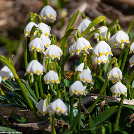 Bledule jarní - Leucojum vernum - Foto Jaroslava Jechová 0322 (1)