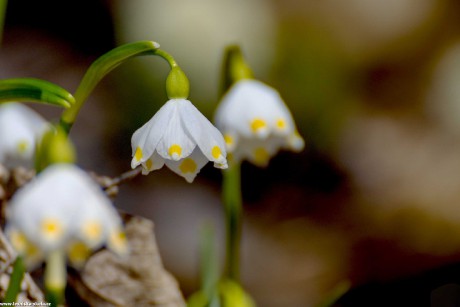 Bledule jarní - Leucojum vernum - Foto Jaroslava Jechová 0322 (3)