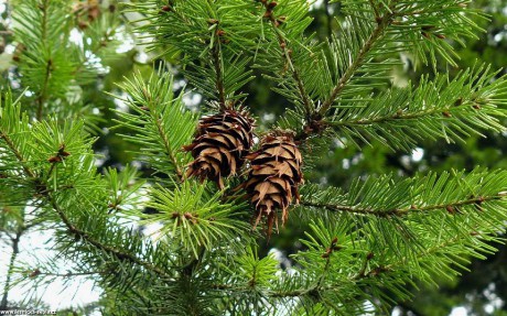 Douglaska tisolistá - Pseudotsuga menziesii - Foto Pavel Stančík 0322