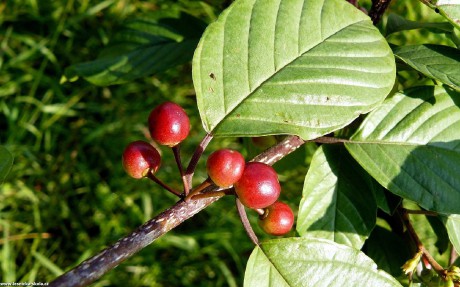 Krušina olšová - Frangula alnus - Foto Pavel Stančík 0322