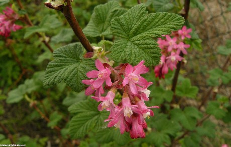 Meruzalka krvavá - Ribes sanguineum - Foto Pavel Stančík 0322