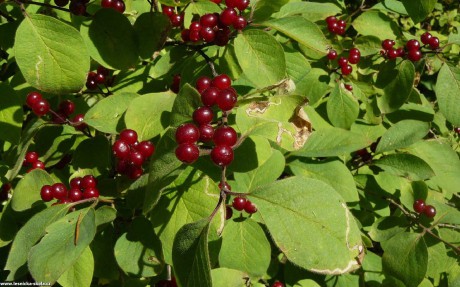 Zimolez obecný - Lonicera xylosteum - Foto Pavel Stančík 0322