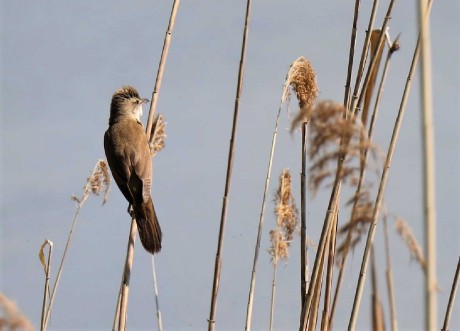 Rákosník velký - Acrocephalus arundinaceus - Foto Rasťo Salčík  0522 (1)