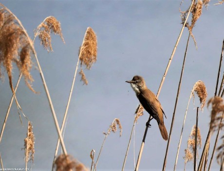 Rákosník velký - Acrocephalus arundinaceus - Foto Rasťo Salčík 0522