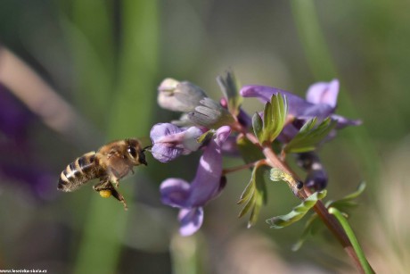 Včela medonosná - Foto Marie Vykydalová 0322 (1)