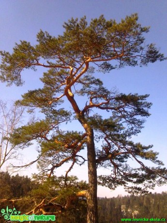 Borovice lesní - Pinus sylvestris - Foto Michaela Petrová