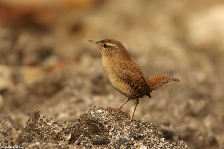 Střízlík obecný  - Troglodytes troglodytes - Foto Irena Wenischová 0422 (2)