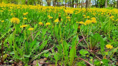 Smetanka lékařská - Taraxacum officinale - Foto Pavel Ulrych 0522 (1)