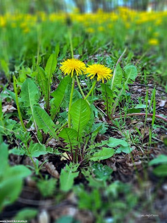 Smetanka lékařská - Taraxacum officinale - Foto Pavel Ulrych 0522 (2)