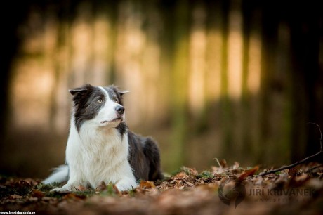 Šedýsek - Foto Jiří Křivánek 0522