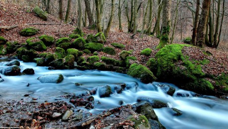 Na lesním potoce - Foto Pavel Balazka 0322