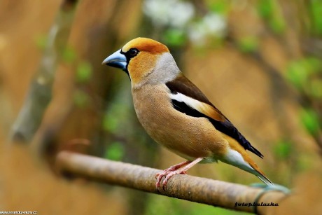 Dlask tlustozobý - Coccothraustes coccothraustes - Foto Pavel Balazka 0422 (1)