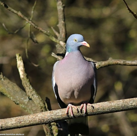 Holub hřivnáč - Columba palumbus - Foto Pavel Balazka 0422