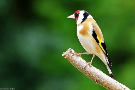 Stehlík obecný - Carduelis carduelis - Foto Pavel Balazka 0422