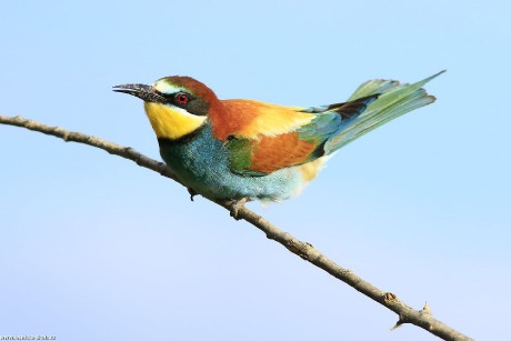 Vlha pestrá - Merops apiaster - Foto Pavel Balazka 0322