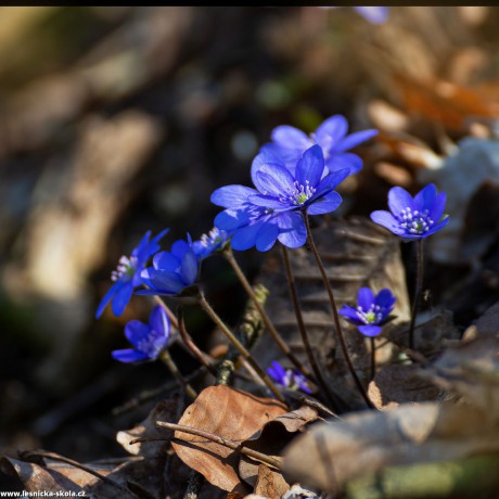 Jaterník podléška -  Hepatica nobilis - Foto Jaroslava Jechová 0422 (2)