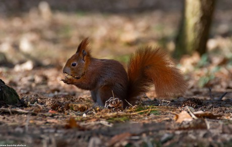 Veverka obecná - Sciurus vulgaris - Foto Jaroslava Jechová 0422 (4)