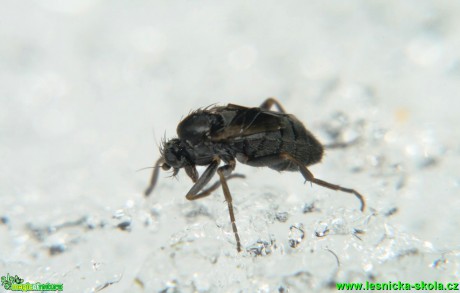 Hmyz 3mm - Foto G. Ritschel