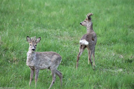 Setkání se srnčí zvěří - Foto František Novotný 0522 (4)