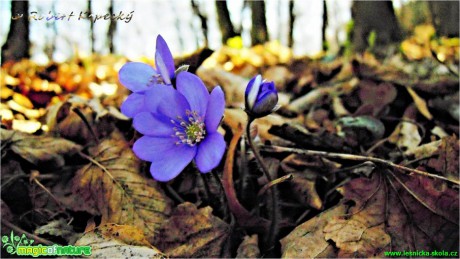 Jaterník podléška - Hepatica nobilis - Foto Robert Kopecký