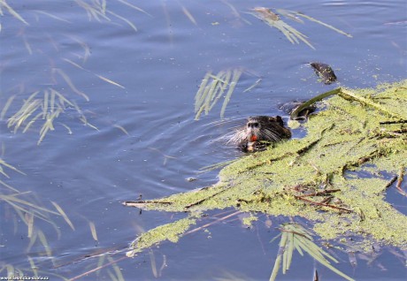 Nutrie říční - Myocastor coypus - Foto Rasťo Salčík 0522 (1)