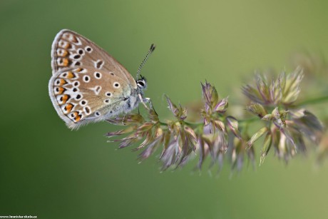 Nastal čas motýlů - Foto Marie Vykydalová 0522